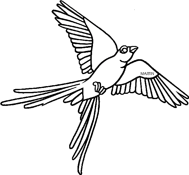 Montana State Bird Coloring Page Best Bird Colletion - State Bird Of Oklahoma (648x594)