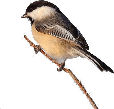 Map And Of State Birds Birdspix Rusty Bb Blitz Release - Black Capped Chickadee Png (500x452)