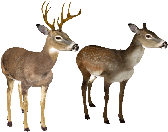 White Tailed Deer Clipart Transparent Background - White-tailed Deer (640x480)