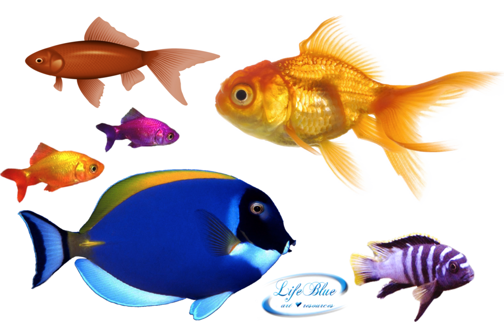 Png By Lifeblue - Gold Fish Png (1024x656)