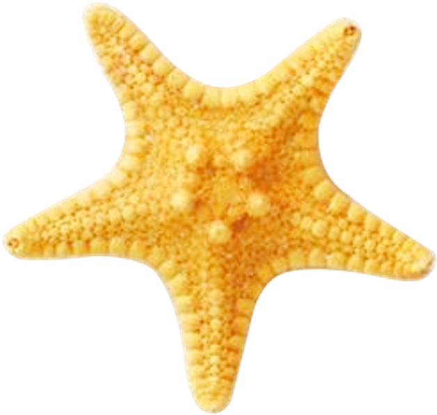 Starfish Ocean Beach Sea Ftestickers - Beach (1024x1024)