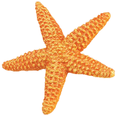 Starfish Transparent (400x400)