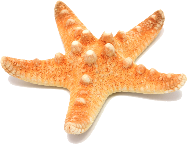 Periodontist - Starfish Png Hd (597x470)