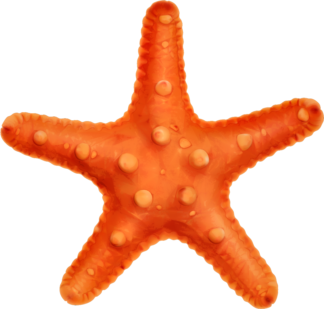 Panama Paper User - Starfish Vector Png (2144x2144)