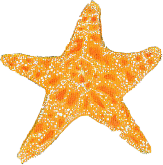 Starfish (540x546)