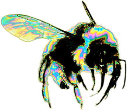 10 - Bee Png (500x500)
