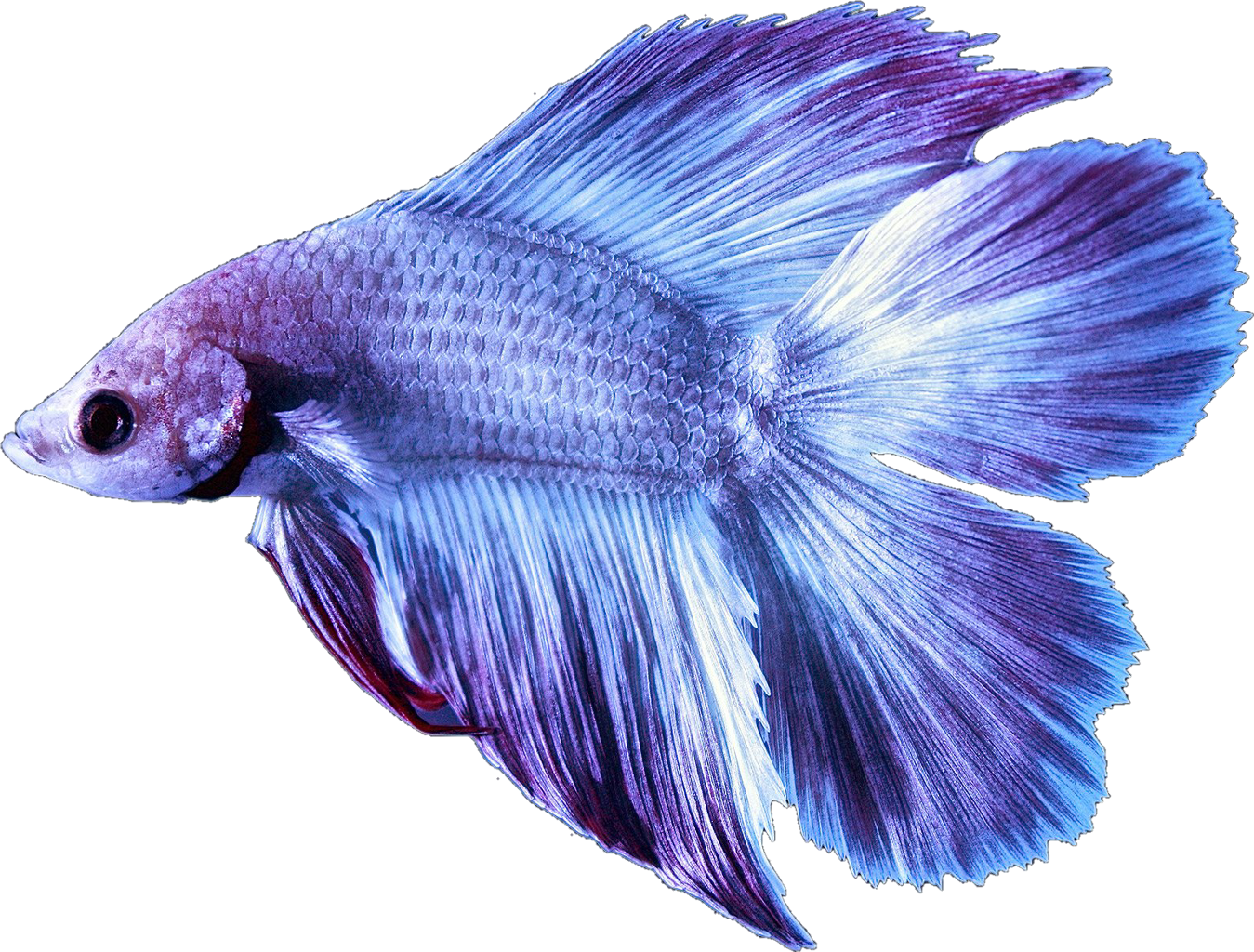 Download and share clipart about Betta Bettafish Fish Bettasplendens Purple...