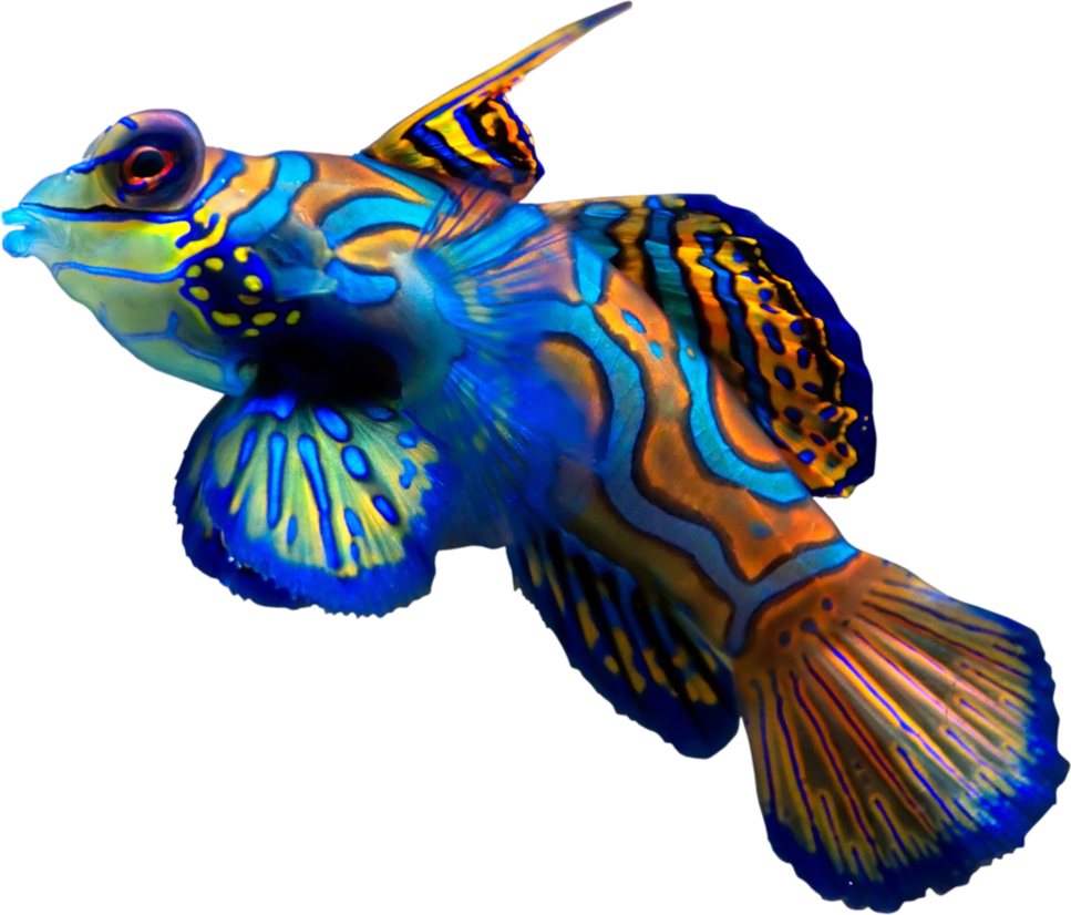 Coral Reef Fish By Hrtddy - Mandarin Fish (967x826)