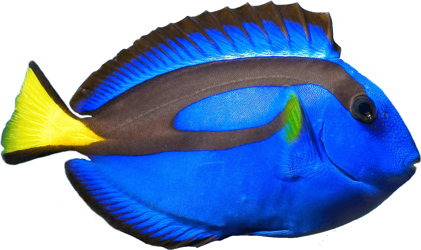 Human Resources Recruitment - Human Resources Recruitment (1610x1075)