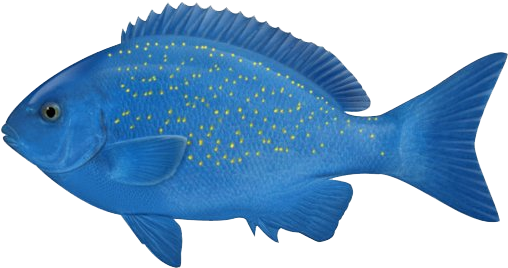 Ocean Fish Png Photos - Ocean Fish Fish Png (685x299)