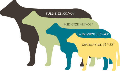 Cow Size - Size Of A Cow (508x301)