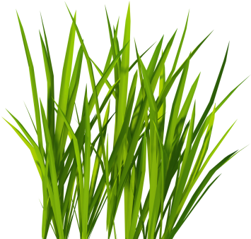 Green Grass Twenty-two - Grass Png Alpha (480x480)