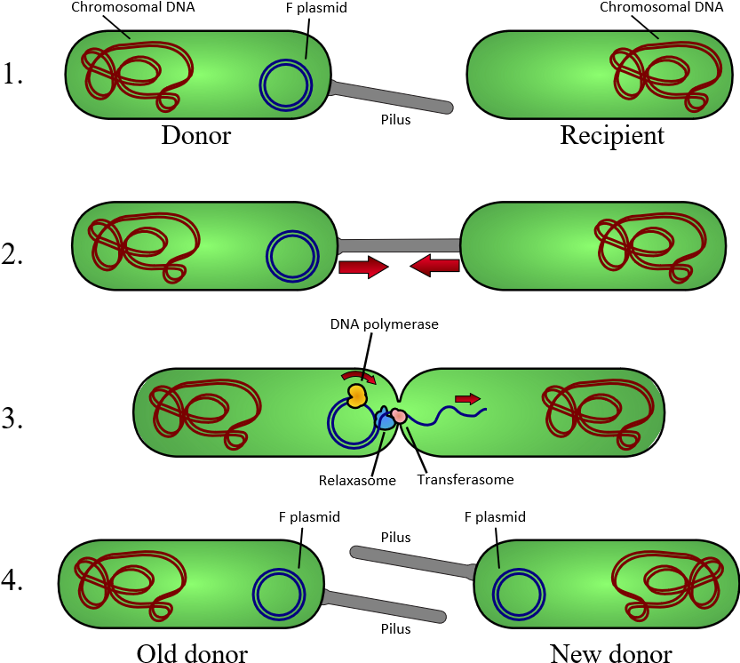 Bacterial 'sex' Used To Transfer Plasmids (jumping - Plasmid Conjugation (832x755)