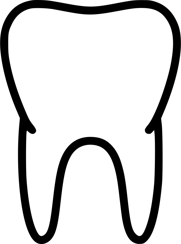 Tooth Teeth Healthy Biology Anatomy Medicine Comments - Anatomy (728x980)