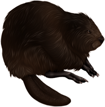Black Beaver Companion By Tokotime - Punxsutawney Phil (400x400)