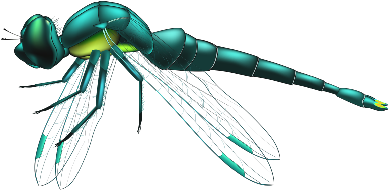 Pin Dragonflies Clip Art - Dragonfly Png (800x407)