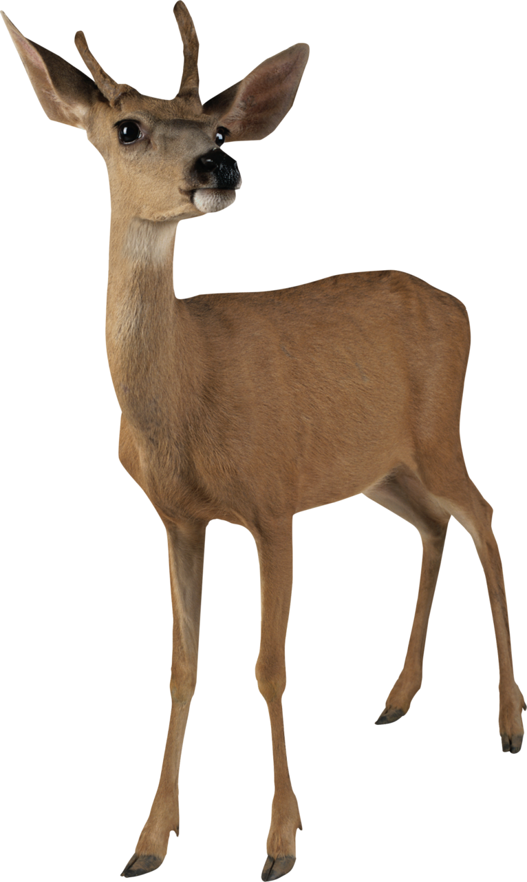 Animal - Deer Transparent Background (766x1280)