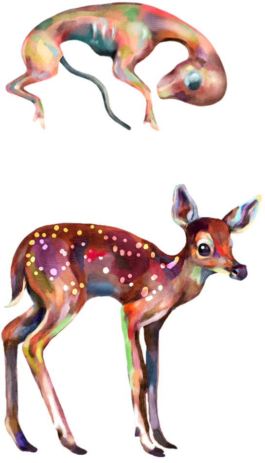White Tailed Deer Development By Greer Stothers - Roe Deer (600x1035)