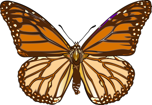 Butterfly, Drawing, Graphics - Danaus Plexippus (491x340)
