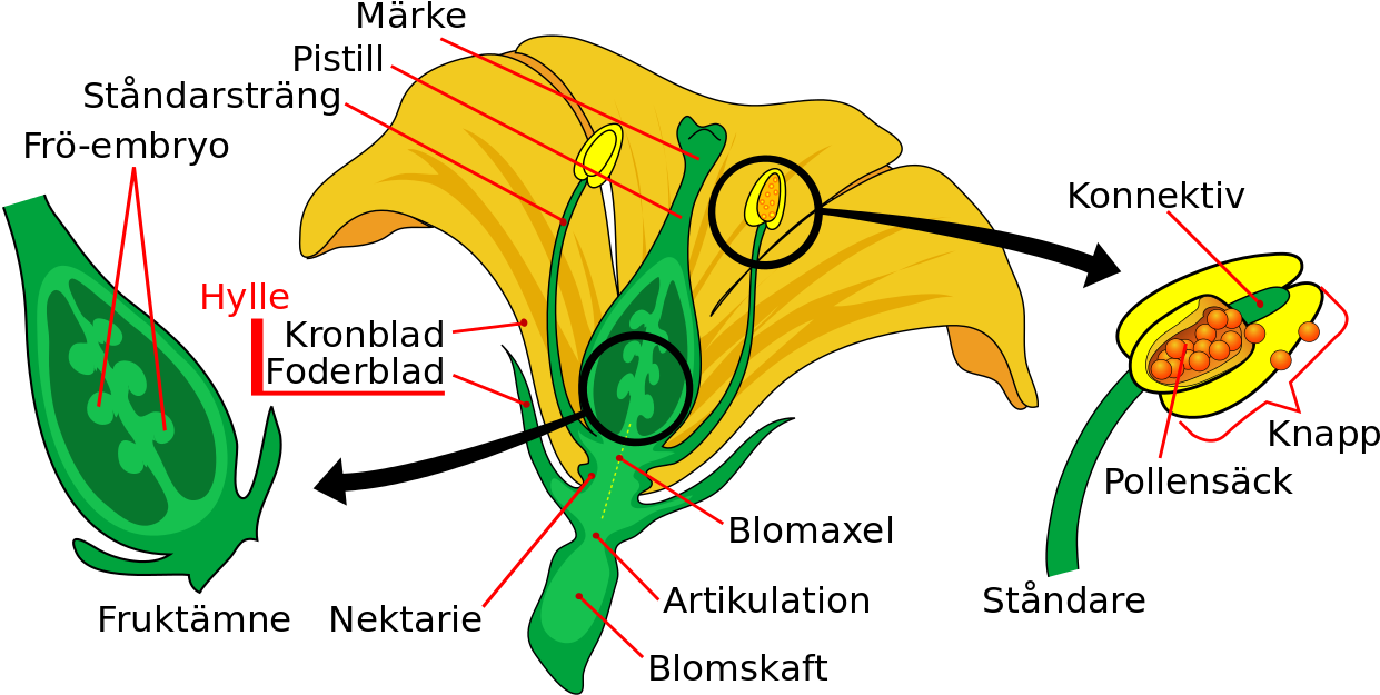 Mature Flower Sv - Parts Of A Flower (1280x686)