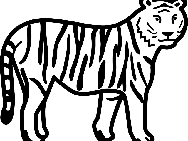 White Tiger Clipart Colouring Sheet - Easy To Draw Tiger (640x480)