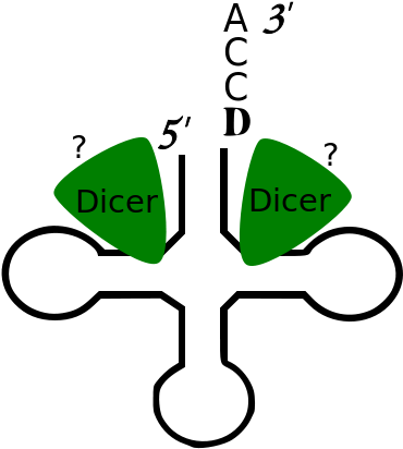 Processing Of Mature Trna By Dicer And Trf-3 Release - Processing Of Mature Trna By Dicer And Trf-3 Release (450x470)