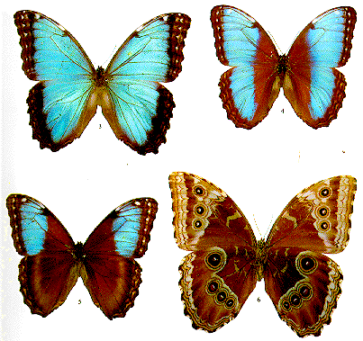 Butterfly Garden San Jose - Morpho Peleides (403x379)