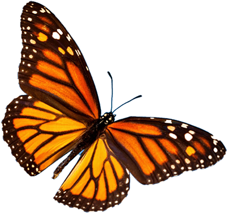 Butterfly Transparent Png Image - Monarch Butterfly Perler Beads (500x490)