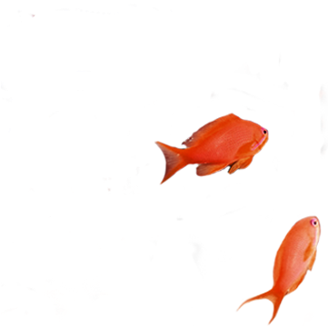 Javascript Ist Nicht Aktiviert Bitte Aktivieren Sie - Fish (369x362)