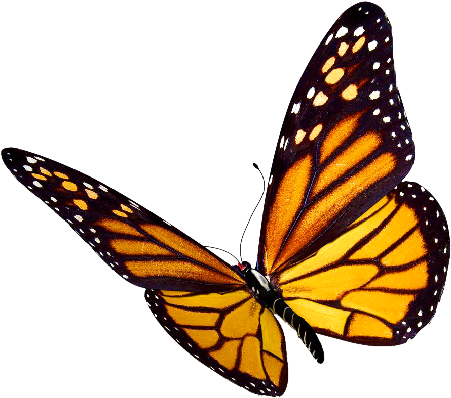 /anna - R - - Monarch Butterfly Png (910x803)