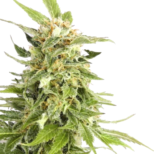 Auto Kabul Feminised - Kabul (500x500)