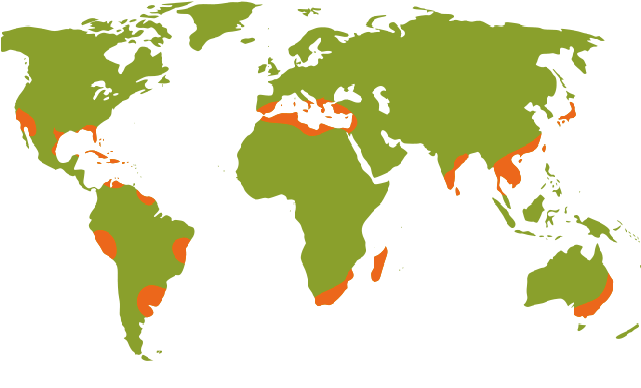 En China Werd De Citrus Verspeid Over Het Hellenistisch - 2014 Fifa World Cup (640x549)