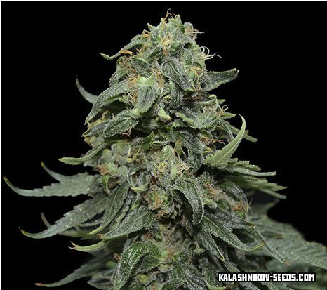 Kabul Express 3ks - Feminized Cannabis (600x600)