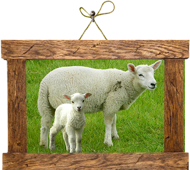 Koyunlarımızdan Biri Olan Kıvırcık Koyunu Da Gerek - Sheep (387x355)