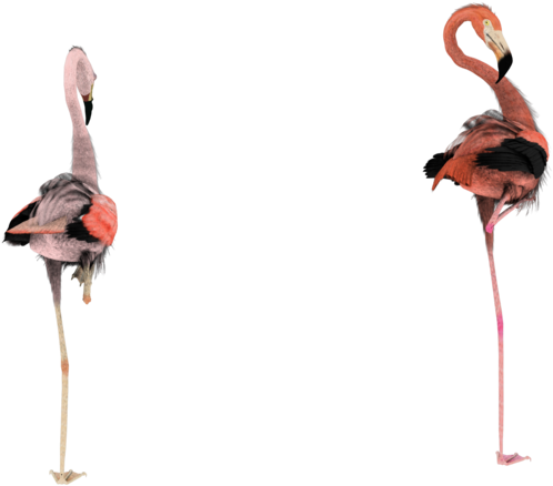 Flamingo Backs Transparent Png By Madetobeunique On - Flamingo Backs Transparent Png By Madetobeunique On (900x720)