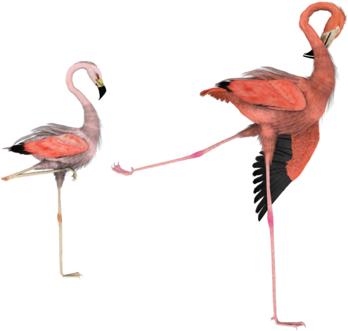 Kick It Out Flamingo Bird Png By Madetobeunique - Flamingo Bird Render (600x480)