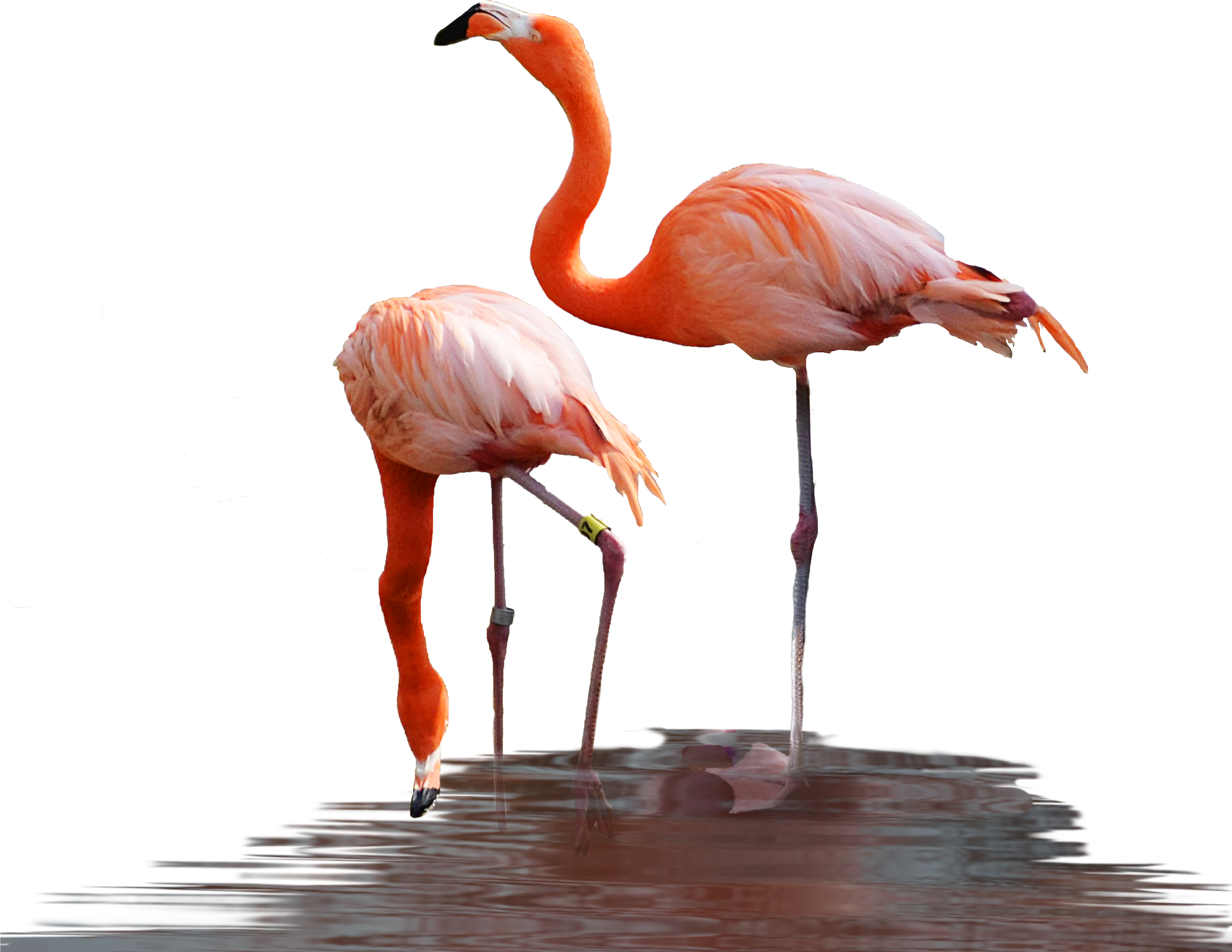 Pink Flamingo Stock Photo Dsc 0441 Png By Annamae22 - Pink Flamingo Stock Photo Dsc 0441 Png By Annamae22 (4063x3719)