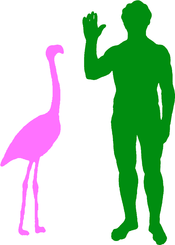 A Typical Greater Flamingo And A Human - Velociraptor Next To Human (656x908)