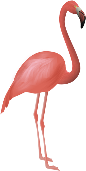 Flamingos Bird Flamenco Clip Art - Flamingos (640x640)