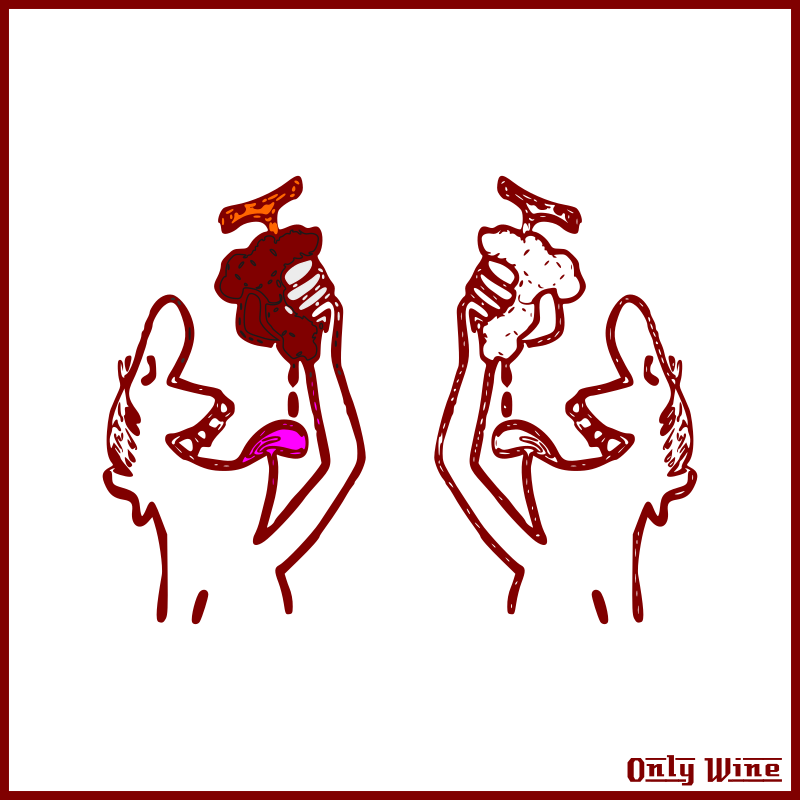 By Only Wine - Wine (800x800)