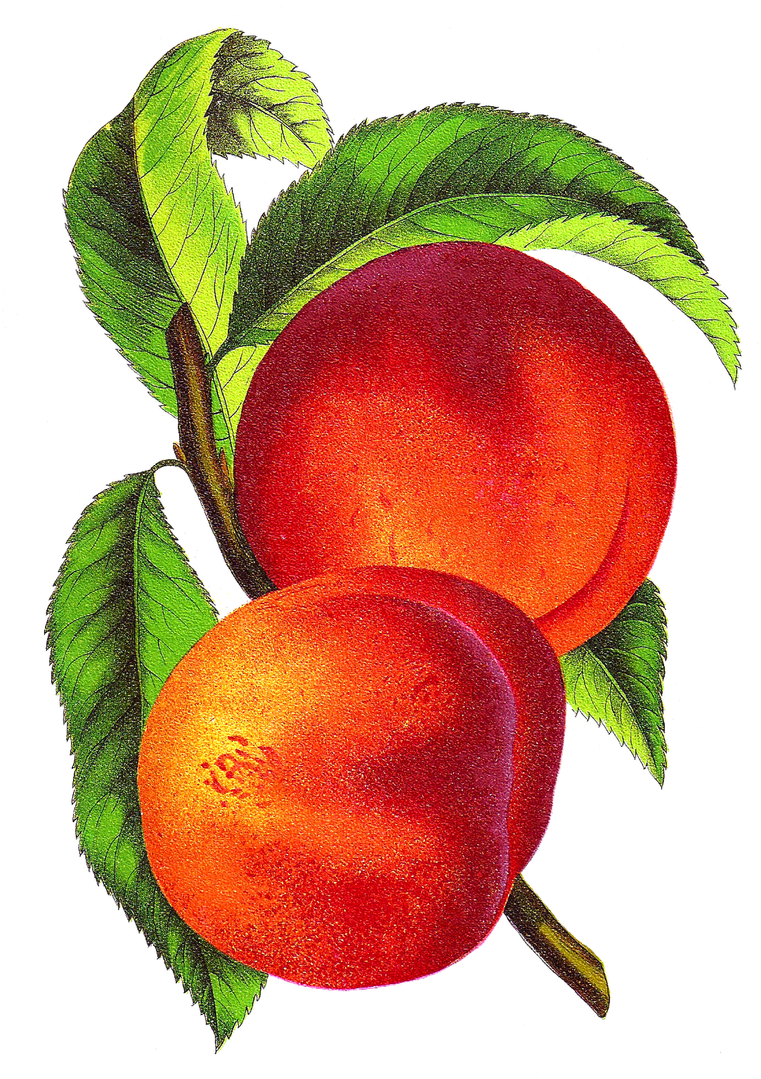 This Peach Clip Art Is From An 1870's Seed Catalog - Illustration Vintage Fruits Png (1116x1600)