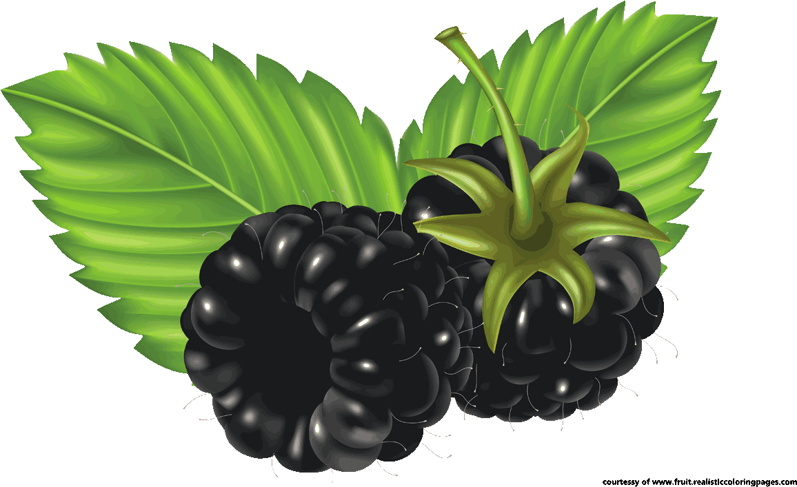 Clipart Blackberry Fruit - Blackberries Clip Art (1280x720)