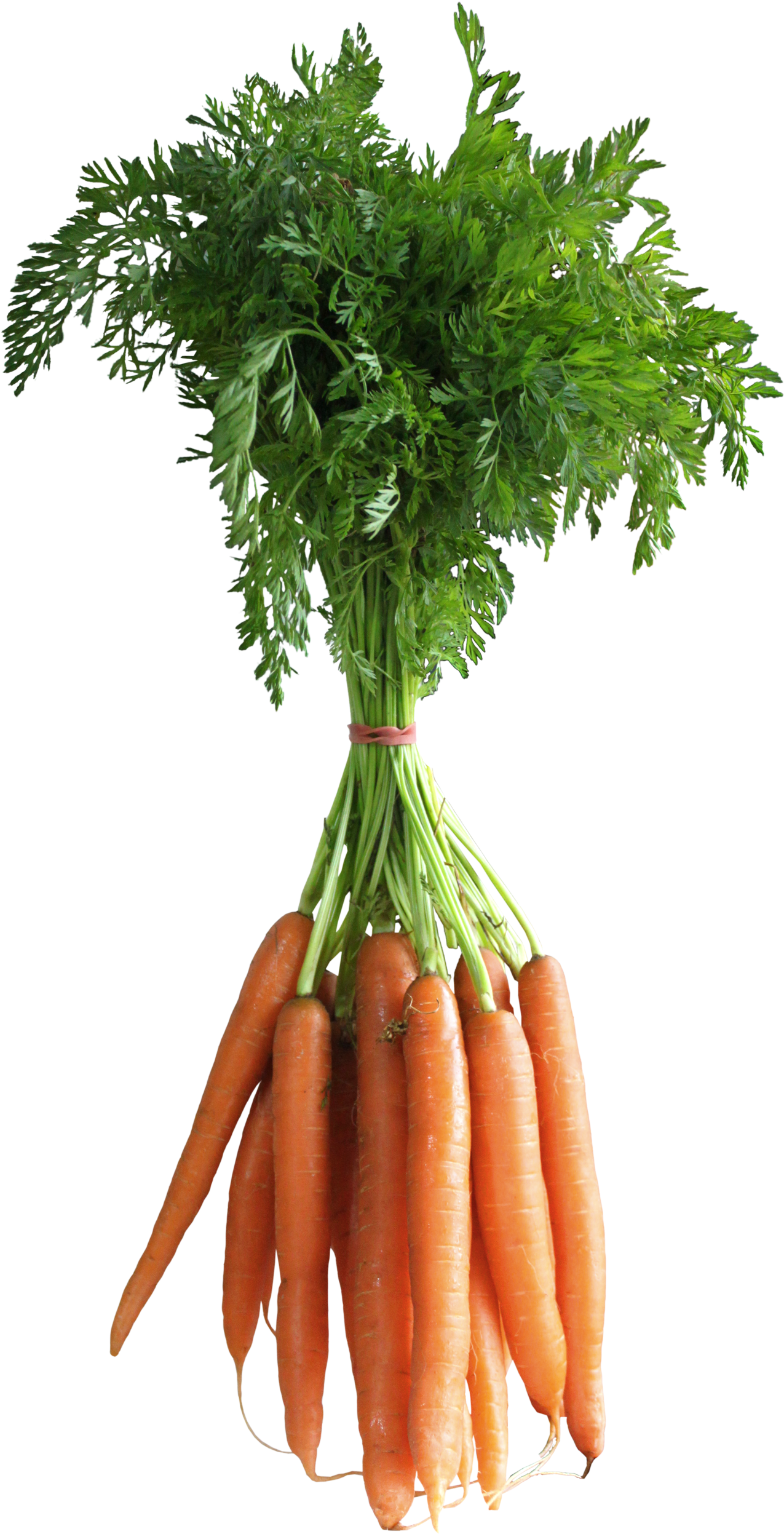 20 Incredible Carrot Vegetables Clipart - Carrots Png (1368x2544)