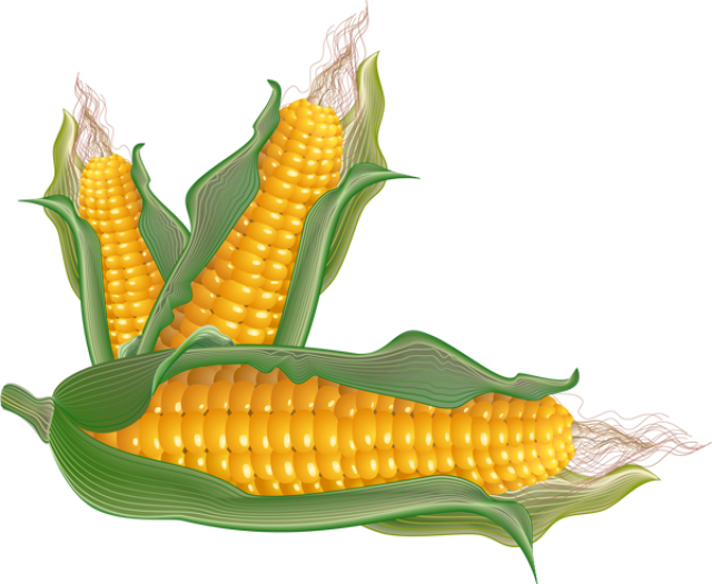 Corn - Clipart - Corn Salad Clip Art (640x525)