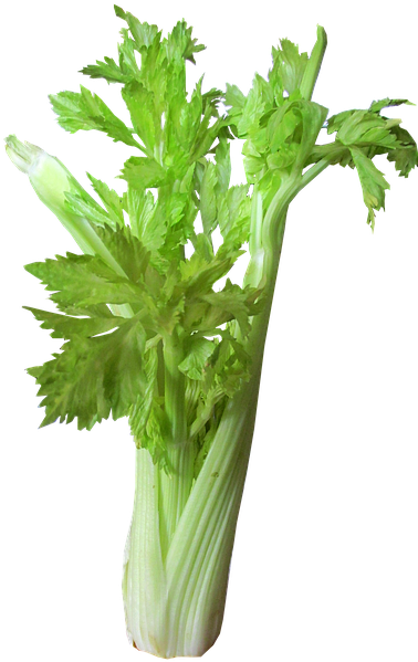 Vegetable Png 29, Buy Clip Art - Celery Transparent Background (405x720)