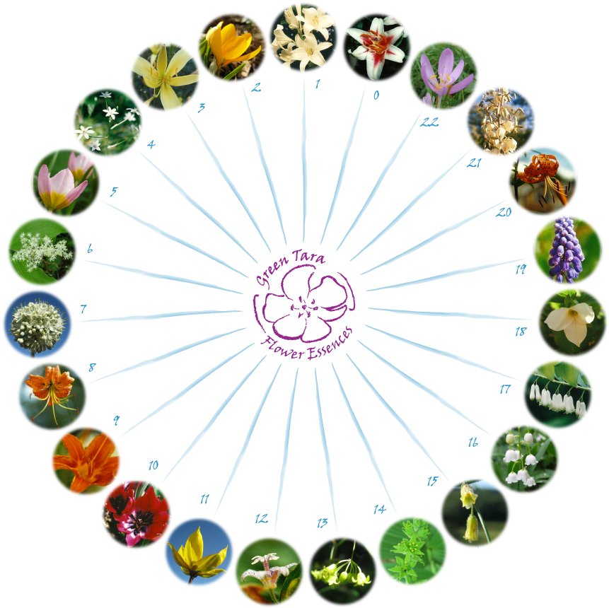Green Tara Flower Essences - Life Cycle Of A Lily Flower (1000x1000)
