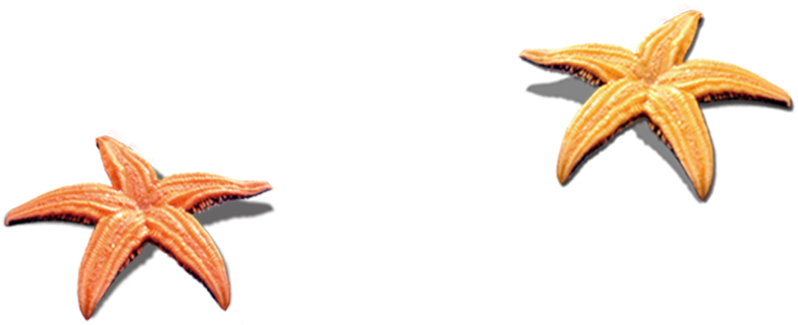 Seashell Beach Clip Art - Shell At Beach Png (3508x2480)