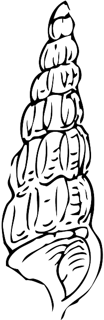 Water, Outline, Drawing, Cartoon, Snail, Shell, Sea - Seashell Transparent Clipart Png (320x640)