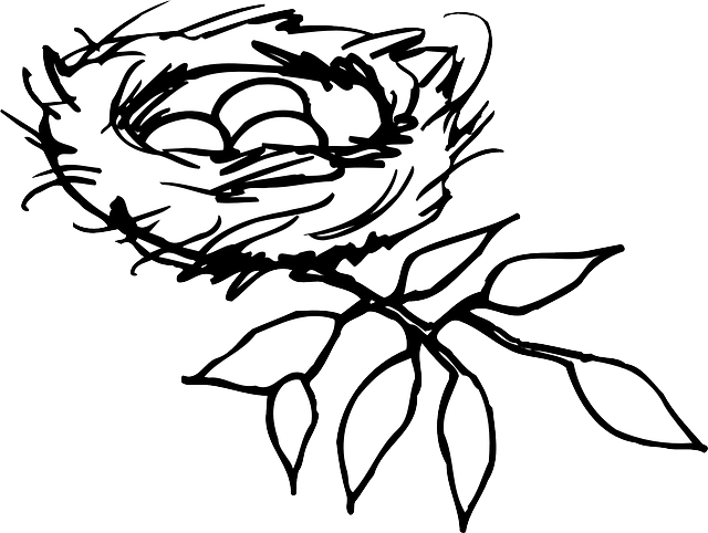 Nest, Eggs, Birds, Branch, Mystery, New, Life, Care - Nest Clipart Black And White (640x482)