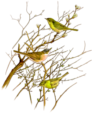 Birds - Bird (350x400)